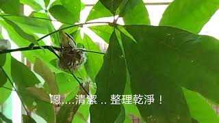 綠繡眼鳥 -- 餵食篇