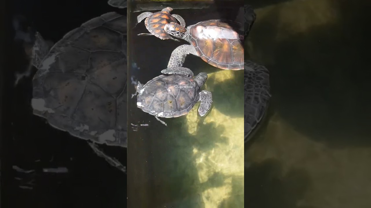 YouTube Short thumbnail