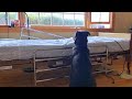 Loyal Dog Waits By His Owner S Empty Hospital Bed Not Realizing That He Is Gone Forever
