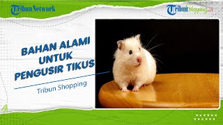 Dijamin Ampuh, Inilah Beberapa Bahan Alami Rumahan yang Efektif untuk Mengusir Tikus