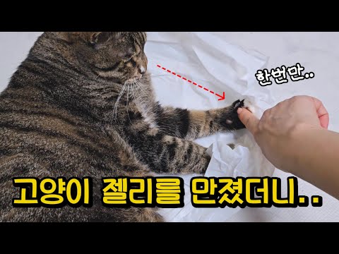 어디서 뭘 보고 온거야? 착하기로 소문난 호동이가 짜증을 낸 이유 : 남집사의 말실수에서 시작된 일