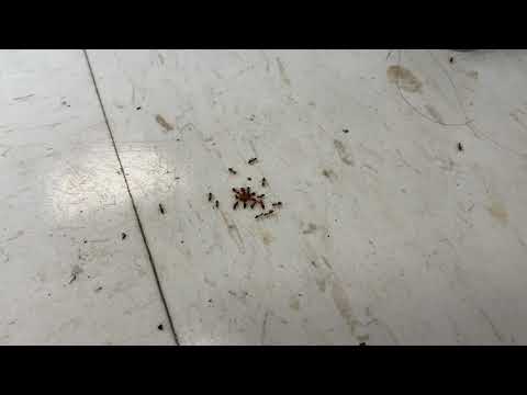 Crumbs Attracting Ants in Freehold, NJ