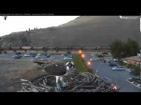Hellgate Osprey 2013 Miles eating Fish so can fly with it Video_2013-09-11_190246