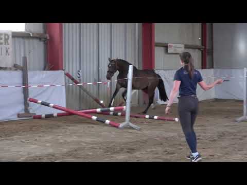 Balou Peggio  - For Pleasure, mecklenburger, mare * 2018 sold