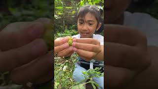 Download lagu Heboh Panen Buah Ciplukan 😍 #shorts mp3