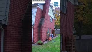 Golden Retriever Drags Owner Away Seconds Before Backyard Chimney Collapse