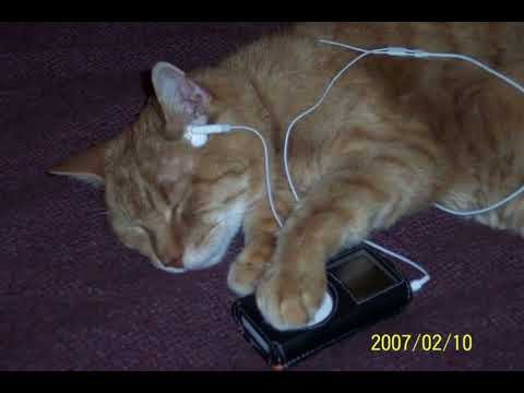 niche shoegaze/bedroom pop