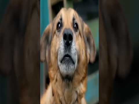 Funny dogs to make your day better #relaxmydog #funny #dogs #funnydogs #compilation