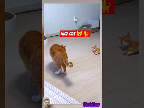 nice cat 😺🐈 #music #comedy #funny #viral #trending #shorts
