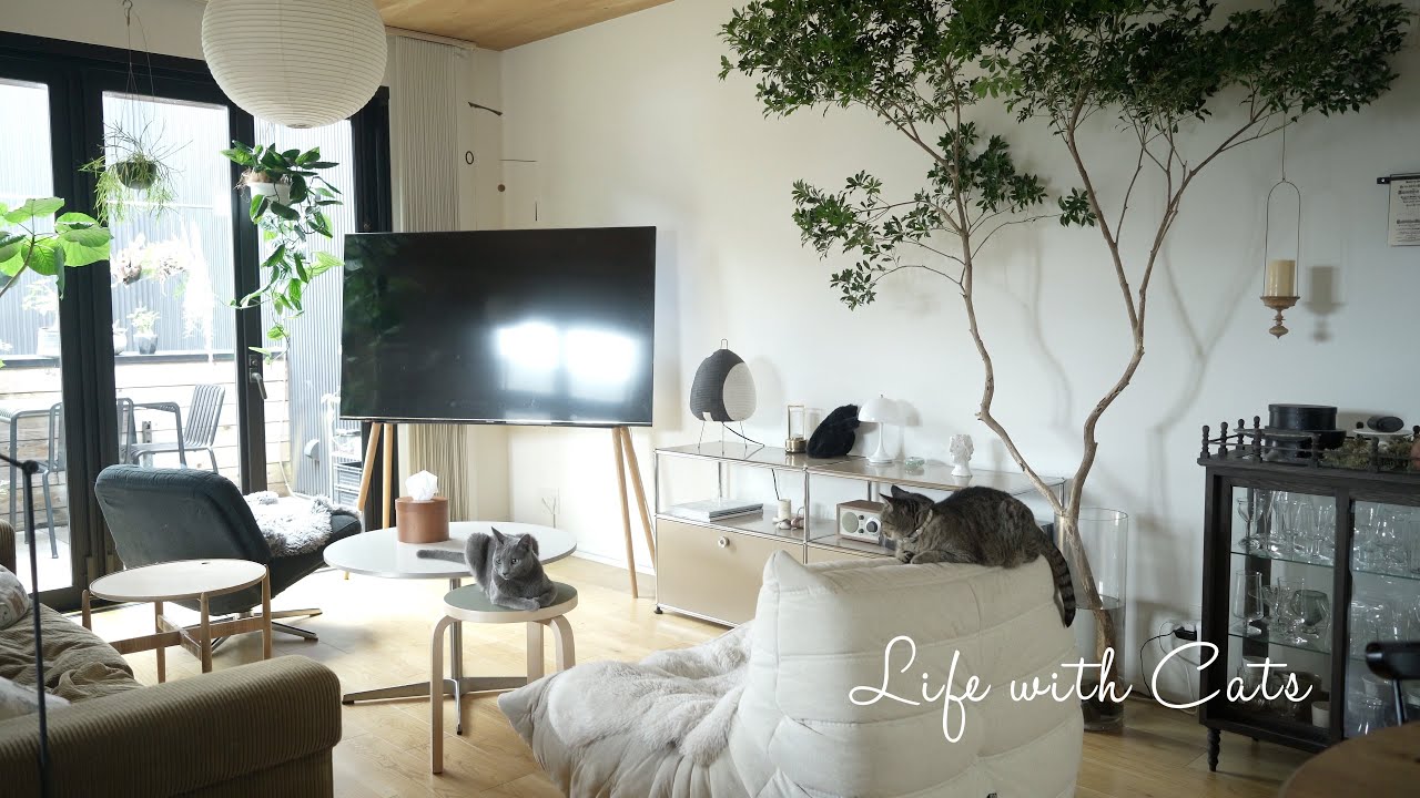 【VLOG】猫3匹のいる暮らし｜家、猫、暮らし　Living with 3 Cats | Cozy Japanese Home Vlog