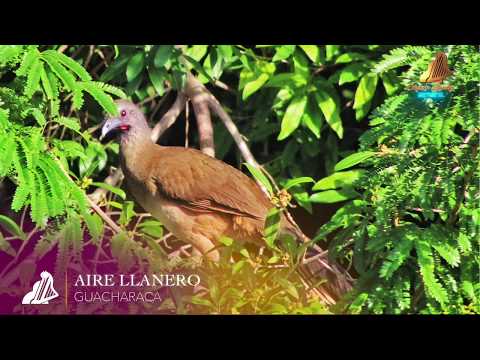 GUACHARACA | AIRE LLANERO