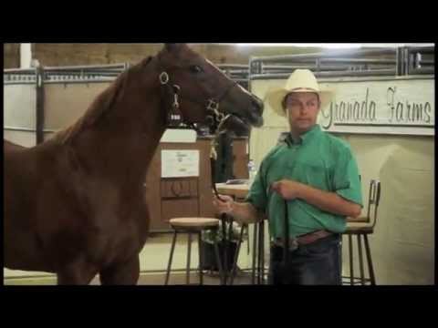 Horse Auction