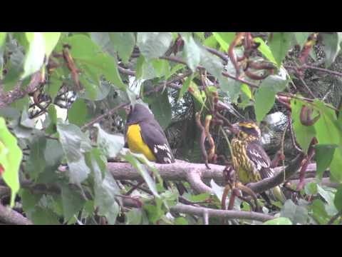 Glezg chichotavý (Mycerobas melanozanthos) — video o speve a chove
