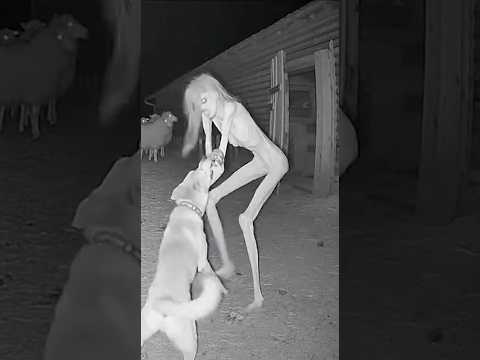 Guard Dog vs Creepy Creature pt.15 #shorts #scary #shortsfeed