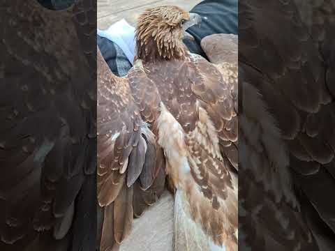 This eagle was cared for from when it was a baby