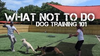 Aggressive German Shepherd Training- What NOT to do! Dog Training with America