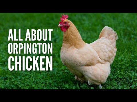, title : 'Orpington Chickens: Breed Profile, Facts and Care'