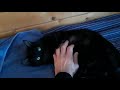 The black cat with the green eyes.