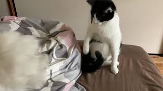 しっぽがどうしても気になるマルチーズ