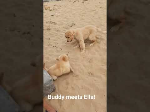 Buddy meets Ella! #goldenretrieverpuppy #beach #goldenretriever #goldenretrieverlove