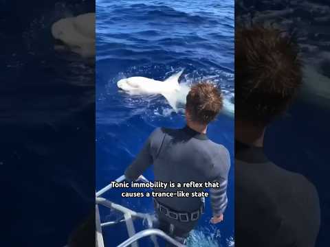 サメが強直性不動状態に陥る‼️😮 *私はプロの #sharkdiver | #shark をもっと見るためにフォローしてください