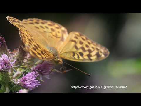 9月9日のバタフライガーデン