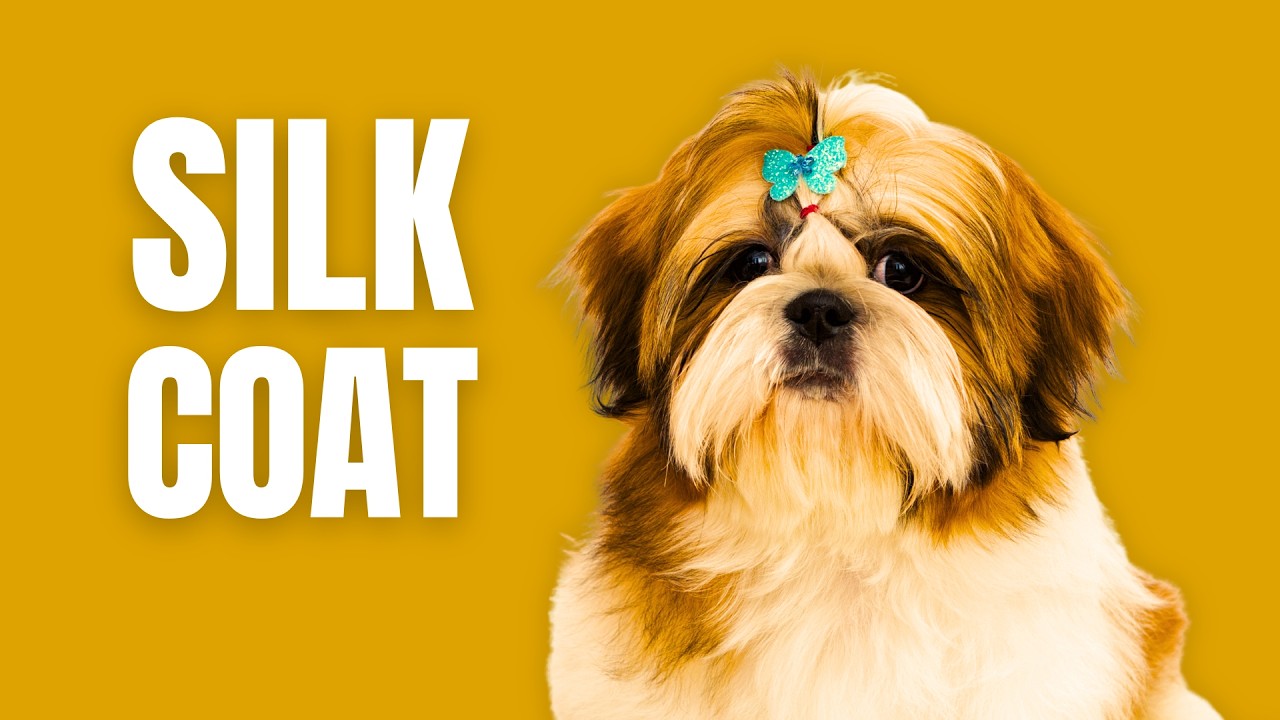 Shih Tzu Dog Breed: The Complete Guide