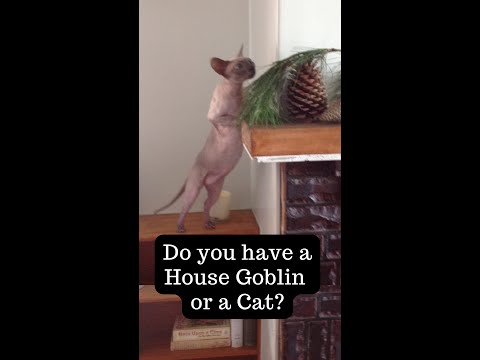 Do you have a Cat or a House Goblin? 👾 #shorts #sphynxdarkwave #goblinchallenge