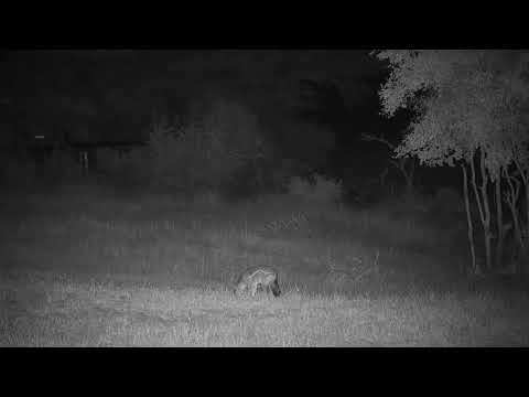 Djuma: Side-striped Jackal looking for dinner - 18:14 - 05/17/19