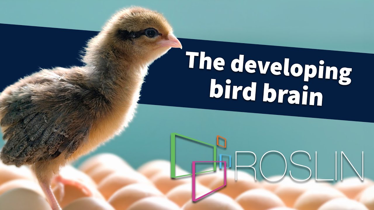 The Developing Bird Brain