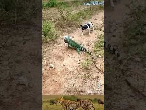 la iguana y los perros