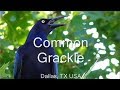 Common Grackle / Great Tailed Grackle Bird Sounds