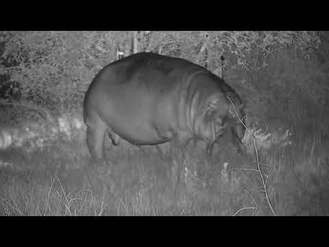 Djuma: Hippo leaves the dam - 19:13 - 02/10/2022