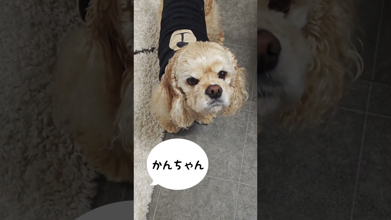 名前呼んでみた（コッカースパニエル）