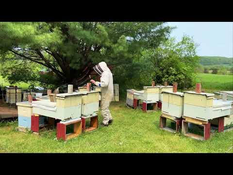 The Joy of Beekeeping