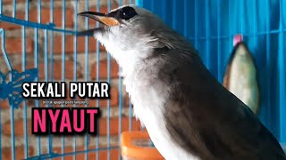 Download lagu trucukan gacor ROPEL PANJANG buat pancingan trucukan agar bunyi JADIKAN burung trucuk gacor EMOSI mp3