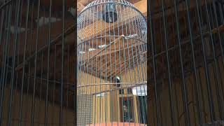 Download lagu konin gacor rasa Lovebird mp3