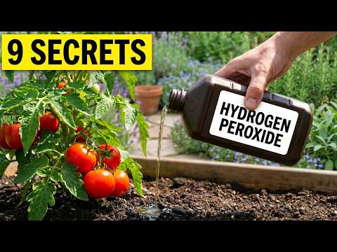 Why You Should Spray Your Tomato Plants with Hydrogen Peroxide Immediately