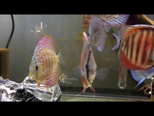 Acclimating  New Fish to a Discus tank