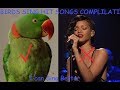 Parrots & Cockatiels Singing Hit Songs FUNNY BIRDS COMPLILATION