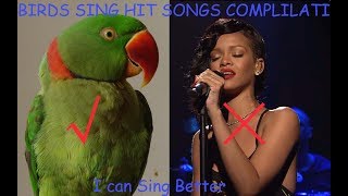 Parrots &amp; Cockatiels Singing Hit Songs FUNNY BIRDS COMPLILATION