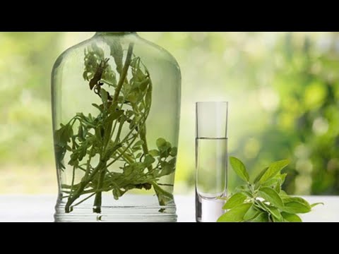 RAKIJA OD ŽALFIJE JAČA JE OD SVAKE HEMIJE:Ove recepte čuvajte za zdravlje vas i vaše porodice!