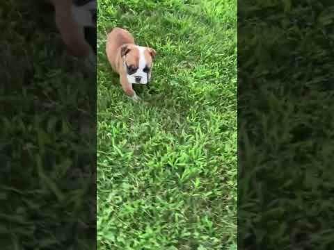 akc English bulldog Victoria cute!