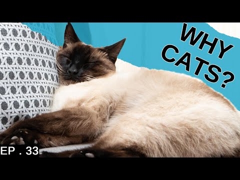 5 reasons to adopt a Siamese cat