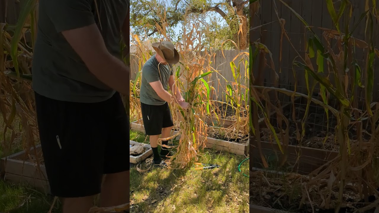 Make Money from your Corn Stalks! Great Christmas Money for Kids!