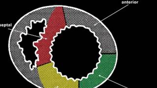 Echocardiography for beginners