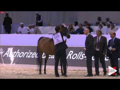 N.119 NAJDAH AL ZOBAIR - Dubai 2016 - Mares 7-9 years old (Class 6)