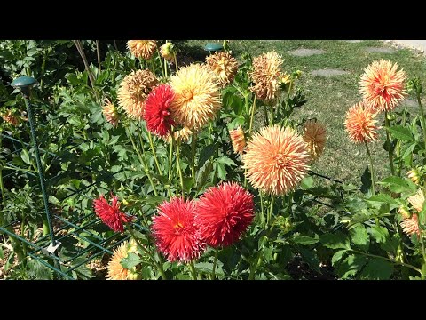 Dahlia festival in Morges, Switzerland