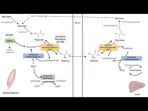 Glucose-Alanine Cycle | Cahill Cycle | Nitrogenous Waste Transport and Removal