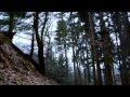 2 HOURS Windy Woods Sleepy Forest Sounds White Noise ASMR